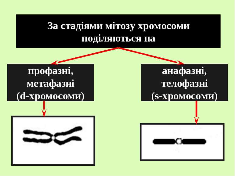 За стадіями мітозу хромосоми поділяються на профазні, метафазні (d-хромосоми)...