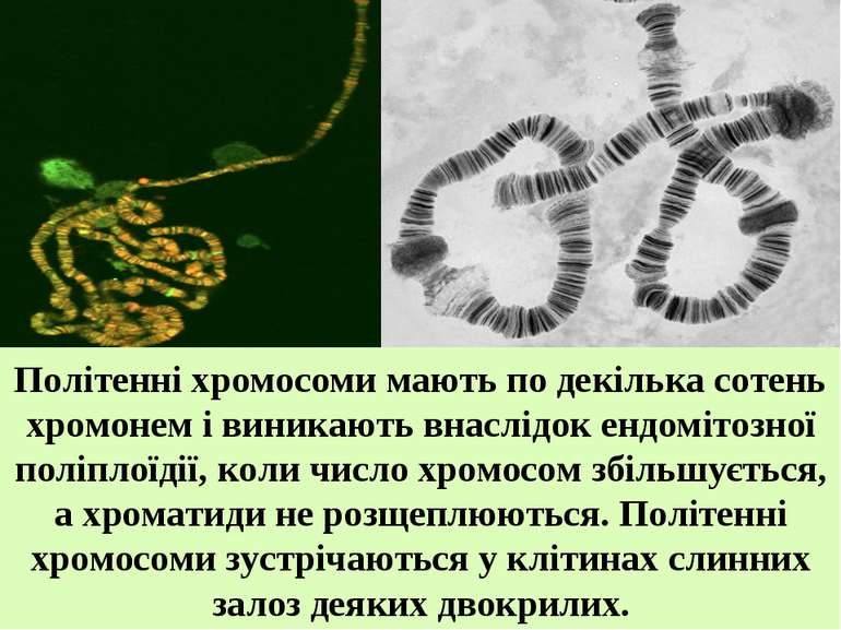 Політенні хромосоми мають по декілька сотень хромонем і виникають внаслідок е...