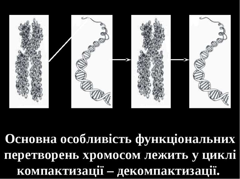 Основна особливість функціональних перетворень хромосом лежить у циклі компак...