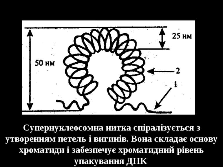 Супернуклеосомна нитка спіралізується з утворенням петель і вигинів. Вона скл...
