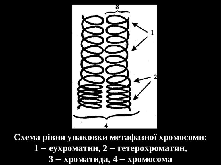 Схема рівня упаковки метафазної хромосоми: 1 еухроматин, 2 гетерохроматин, 3 ...
