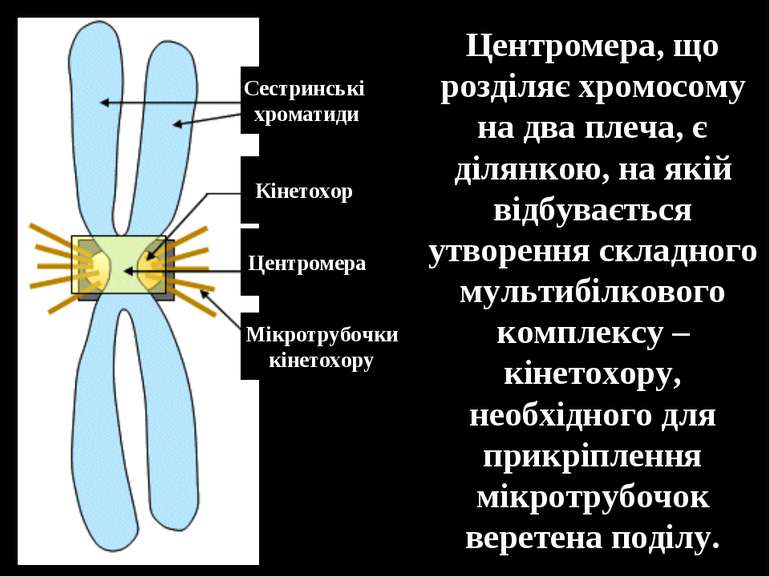 Центромера, що розділяє хромосому на два плеча, є ділянкою, на якій відбуваєт...