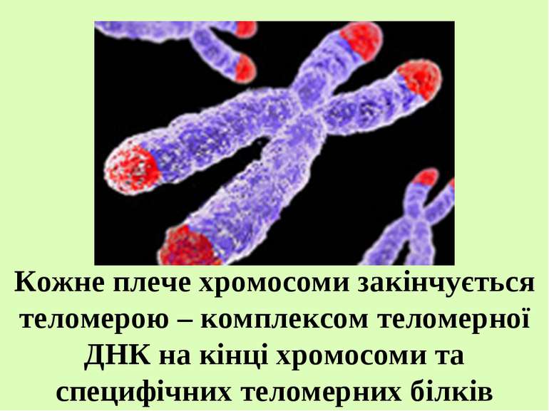 Кожне плече хромосоми закінчується теломерою – комплексом теломерної ДНК на к...