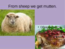 From sheep we get mutten.
