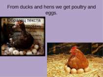 From ducks and hens we get poultry and eggs.