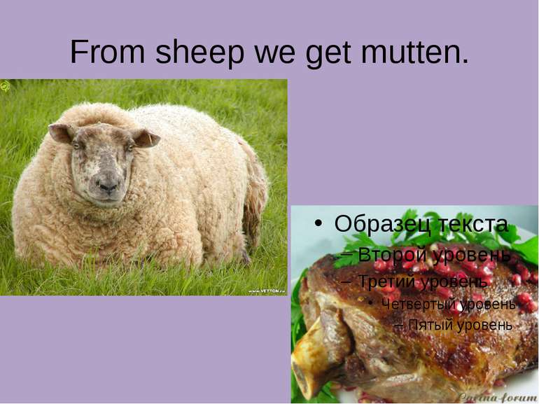 From sheep we get mutten.