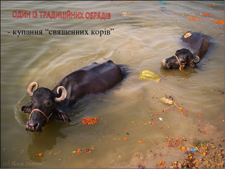- купання “священних корів”