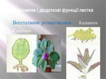 Видозміни і додаткові функції листка Вегетативне розмноження Каланхое Сенполія