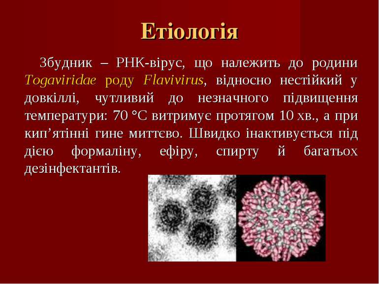 Етіологія Збудник – РНК-вірус, що належить до родини Togaviridae роду Flavivi...
