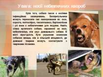 Увага: носії небезпечних хвороб Крім того, собаки також є носіями інфекційних...