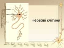 Нервові клітини *