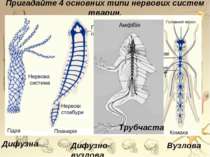 Пригадайте 4 основних типи нервових систем тварин. Дифузно-вузлова Дифузна Ву...