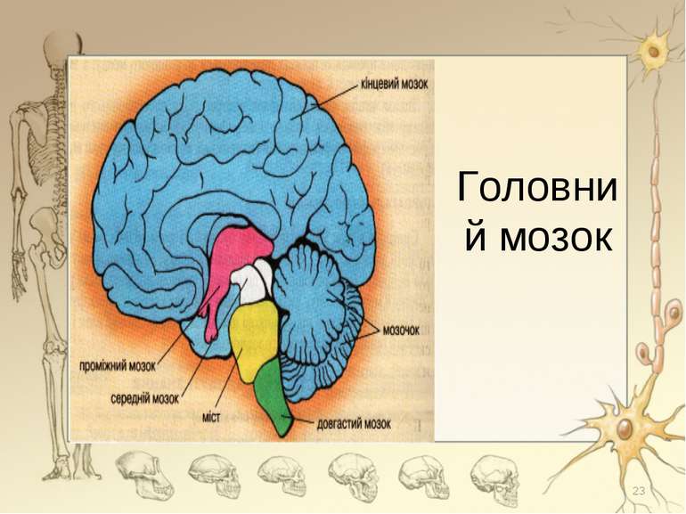 Головний мозок *