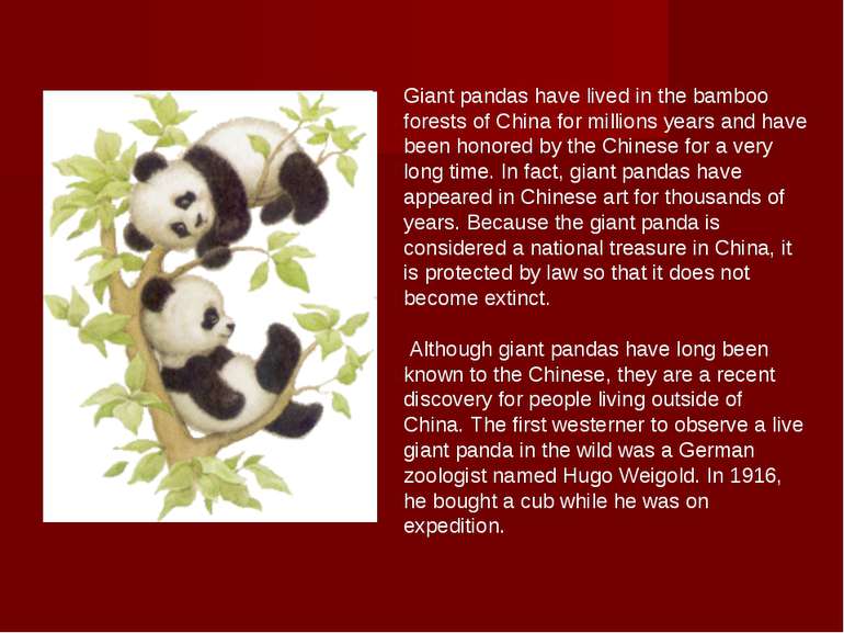 Giant pandas have lived in the bamboo forests of China for millions years and...