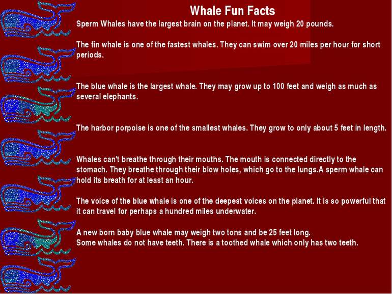 Whale Fun Facts Sperm Whales have the largest brain on the planet. It may wei...