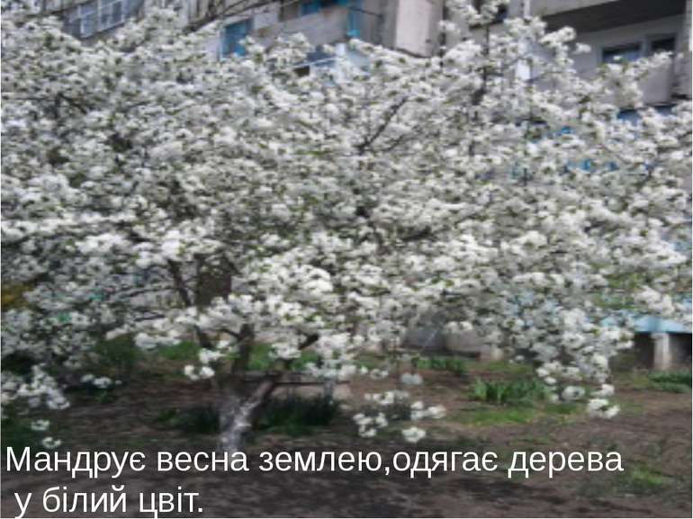 Мандрує весна землею,одягає дерева у білий цвіт.