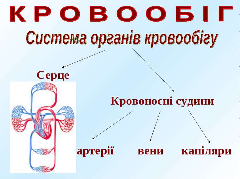 Серце Кровоносні судини артерії вени капіляри