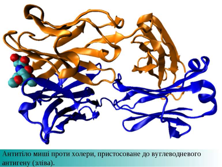 Антитіло миші проти холери, пристосоване до вуглеводневого антигену (зліва).