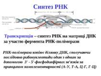 Cинтез РНК Транскрипція – синтез РНК на матриці ДНК за участю фермента РНК-по...