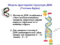 Модель просторової структури ДНК (Уотсона-Кріка) Молекула ДНК складається з д...