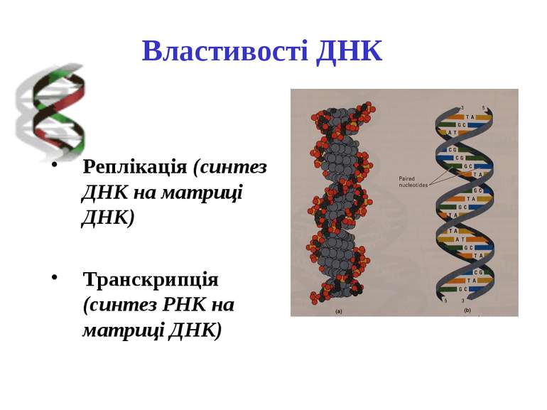 Реплікація (синтез ДНК на матриці ДНК) Транскрипція (синтез РНК на матриці ДН...