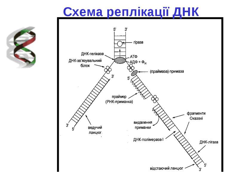 Схема реплікації ДНК
