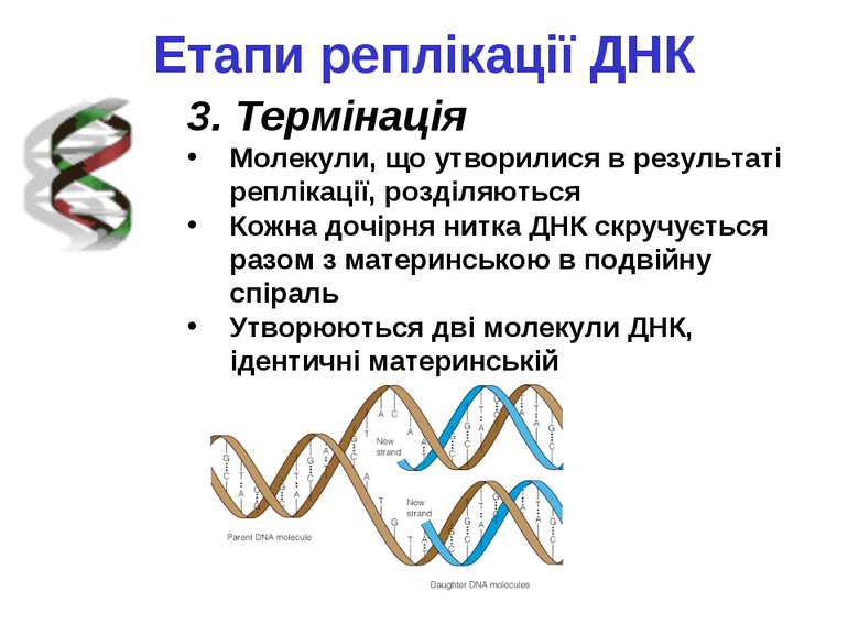 Етапи реплікації ДНК 3. Термінація Молекули, що утворилися в результаті реплі...