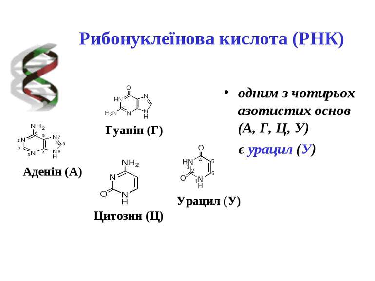 Рибонуклеїнова кислота (РНК) одним з чотирьох азотистих основ (А, Г, Ц, У) є ...