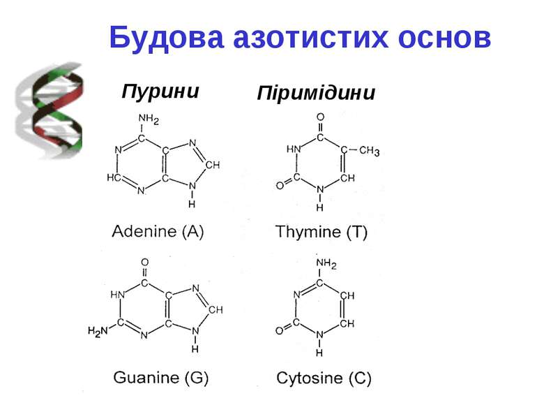 Thymine (T) Guanine (G) Cytosine (C) Будова азотистих основ Пурини Піримідини