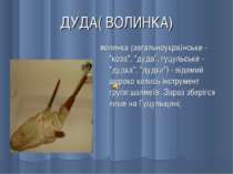 ДУДА( ВОЛИНКА) волинка (загальноукраїнське - "коза", "дуда", гуцульське - "ду...
