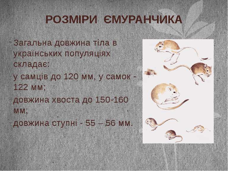 Загальна довжина тіла в українських популяціях складає: у самців до 120 мм, у...
