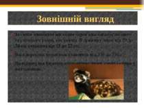 За своїм зовнішнім виглядом перев'язка нагадує лісового та степового тхора, а...