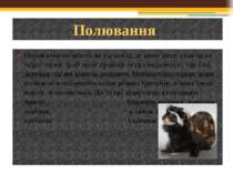 Перев'язки полюють як на землі, де вони іноді стають на задні лапки, щоб мати...