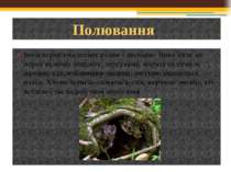 Іноді перев'язка полює разом з лисицею. Вона бігає по норах великих піщанок, ...