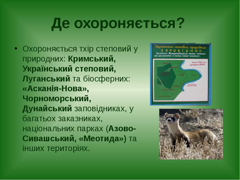 Де охороняється? Охороняється тхір степовий у природних: Кримський, Українськ...