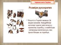 Всього в Україні мешкає 26 видів кажанів. Найдрібніші нетопирі здатні умістит...