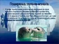 У водах Чорного моря тюлень-монах зустрічався до кінця минулого сторіччя поод...