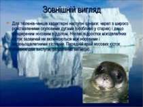 Зовнішній вигляд Для тюленів-ченців характерні наступні ознаки: череп з широк...
