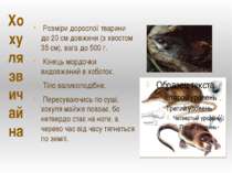 Розміри дорослої тварини до 20 см довжини (з хвостом 35 см), вага до 500 г. К...
