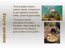 Хохуля добре плаває і спритно пірнає, розшукуючи на дні черв'яків, молюсків, ...