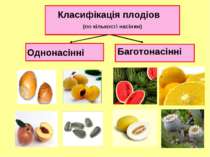 Класифікація плодіов (по кількості насінин) Однонасінні Баготонасінні