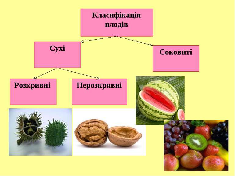 Класифікація плодів Нерозкривні Розкривні Сухі Соковиті