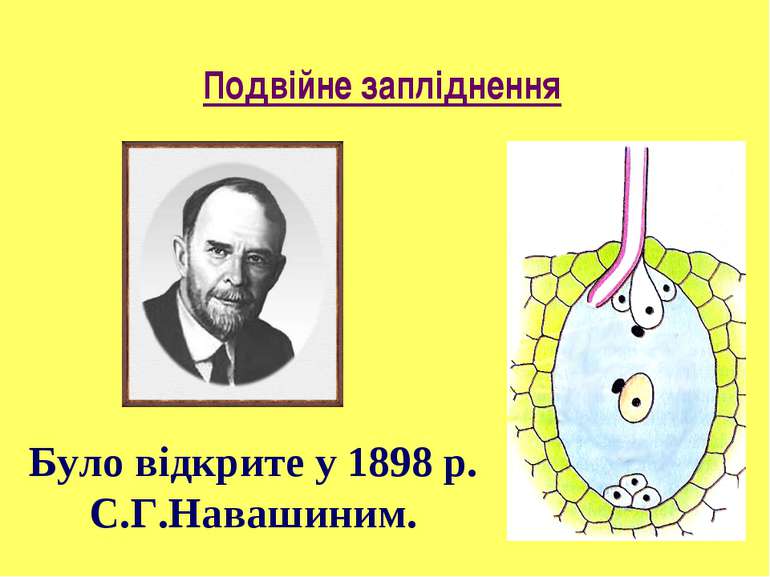 Подвійне запліднення Було відкрите у 1898 р. С.Г.Навашиним.