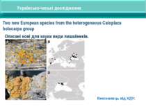 Two new European species from the heterogeneous Caloplaca holocarpa group Опи...
