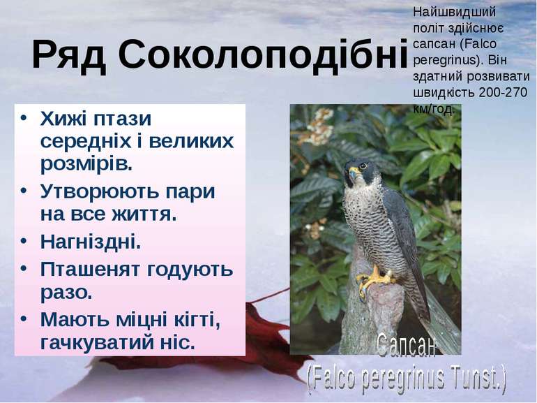 Ряд Соколоподібні Хижі птази середніх і великих розмірів. Утворюють пари на в...