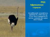 РЯД Африканські страуси Це найбільший сучасний птах, заввишки 3м., а його мас...