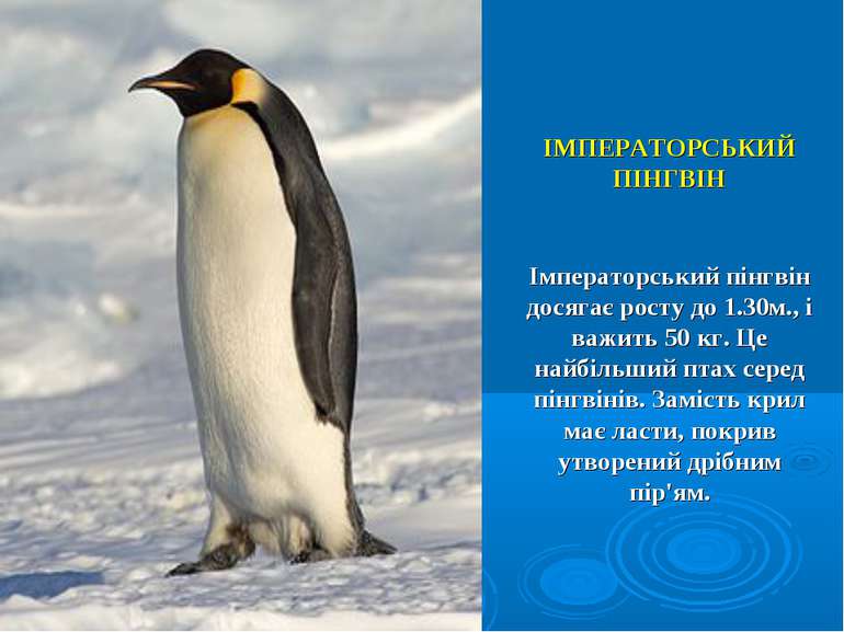 ІМПЕРАТОРСЬКИЙ ПІНГВІН Імператорський пінгвін досягає росту до 1.30м., і важи...
