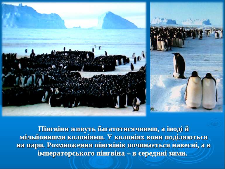 Пінгвіни живуть багатотисячними, а іноді й мільйонними колоніями. У колоніях ...