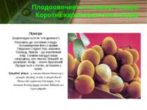 Плодоовочеві та смакові товари Коротка характеристика плодів Лонган (переклад...