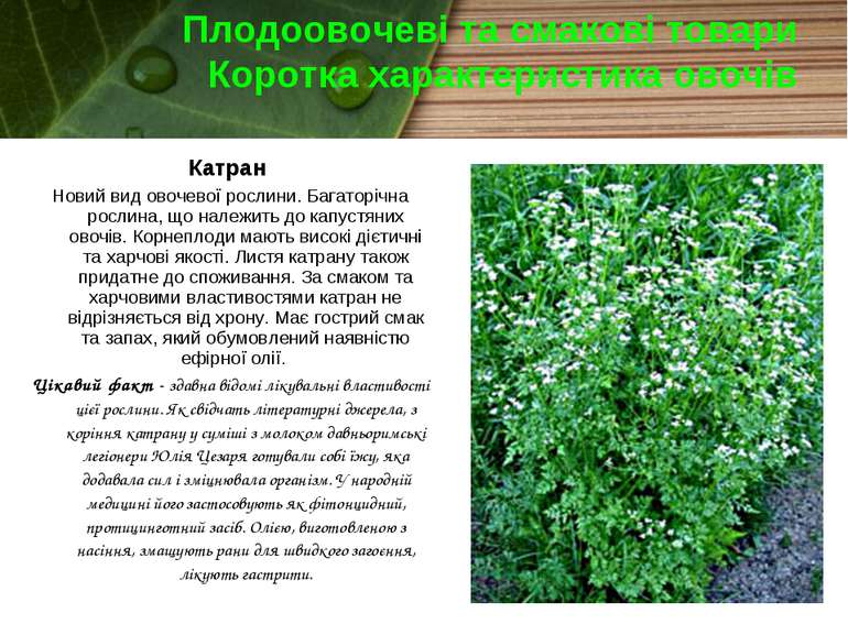 Плодоовочеві та смакові товари Коротка характеристика овочів Катран Новий вид...